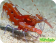 Alpheus sp. 