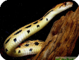 Pituophis catenifer