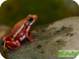 Epipedobates tricolor