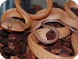 Boiga nigriceps