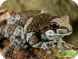 Phrynohyas resinifictrix