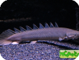 Polypterus senegalus