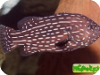Grammistes sexlineatus 