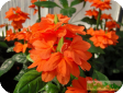 Crossandra