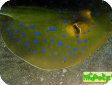 Taeniura lymma 
