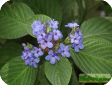 Eranthemum L.