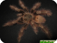 Nhandu vulpinus  