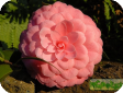 Camelia