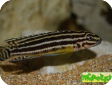 Julidochromis regani