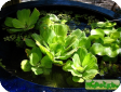 Pistia stratiotes