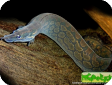 Mastacembelus armatus