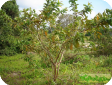 Psidium guajava L.
