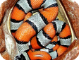 Lampropeltis alterna
