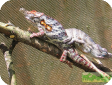 Bradypodion fischeri