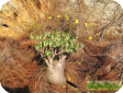 Pachypodium