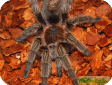 Grammostola rosea