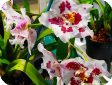 Miltonia