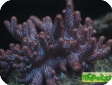 Cladiella sp. 