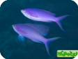 Pseudanthias (Mirolabrychthys) pascalus 