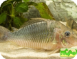 Brochis multiradiatus
