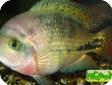Vieja synspila