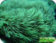 Pachyclavularia sp.  