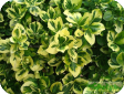 Euonymus