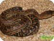 Epicrates angulifer