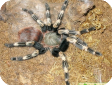 Lasiodora cristata