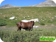 Пиндос (Pindo)