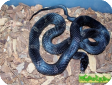 Elaphe obsoleta obsoleta  