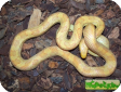 Elaphe obsoleta quadrivittata  