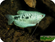 Trichogaster trichopterus