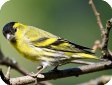 Carduelis spinus