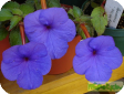 Achimenes Pers.