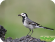 Motacilla alba