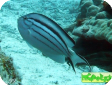 Genicanthus lamarck 