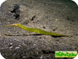Syngnathoides biaculeatus 