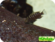 Tropheus sp. "Chiwa"