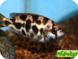 Nimbochromis livingstonii