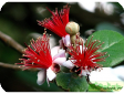 Acca Berg (Feijoa Berg)