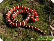 Lampropeltis pyromelana pyromelana