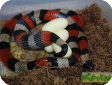 Lampropeltis triangulum campbelli