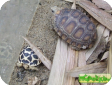 Indotestudo travancorica 