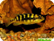Pseudotropheus crabro