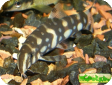 Botia kubotai