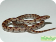 Lampropeltis calligaster