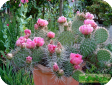 Opuntia