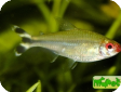 Hemigrammus rhodostomus