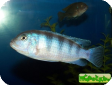 Pseudotropheus lombardoi